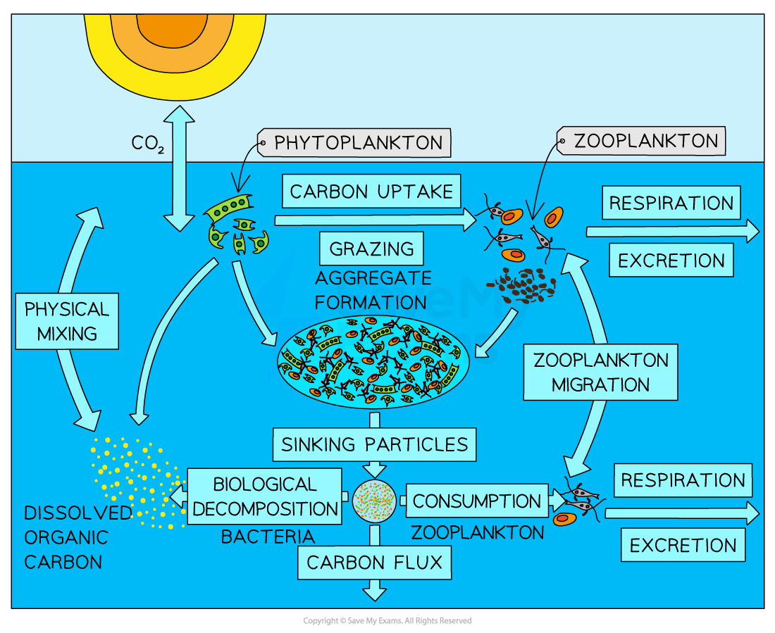 carbon-cycle-showing-proportional-flow-lines