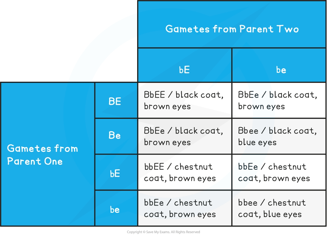 dihybrid-cross-punnett-square-example