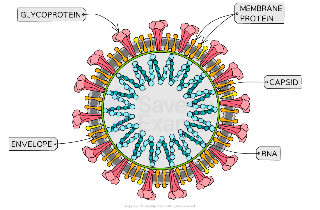 Viruses AL Cambridge CIE A Level Biology Revision Notes 2023