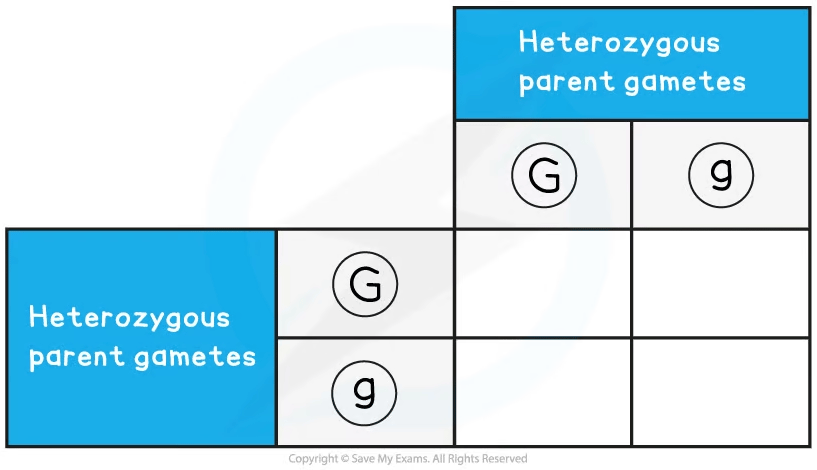 empty-punnett-f2-worked-example