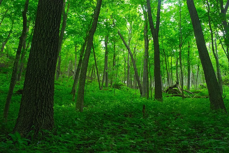 hardwood-forest-photo