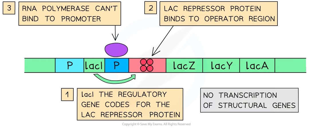 lac operon when lactose is absent flow chart