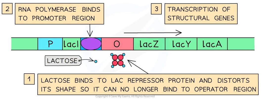 lac operon when lactose is present flow chart