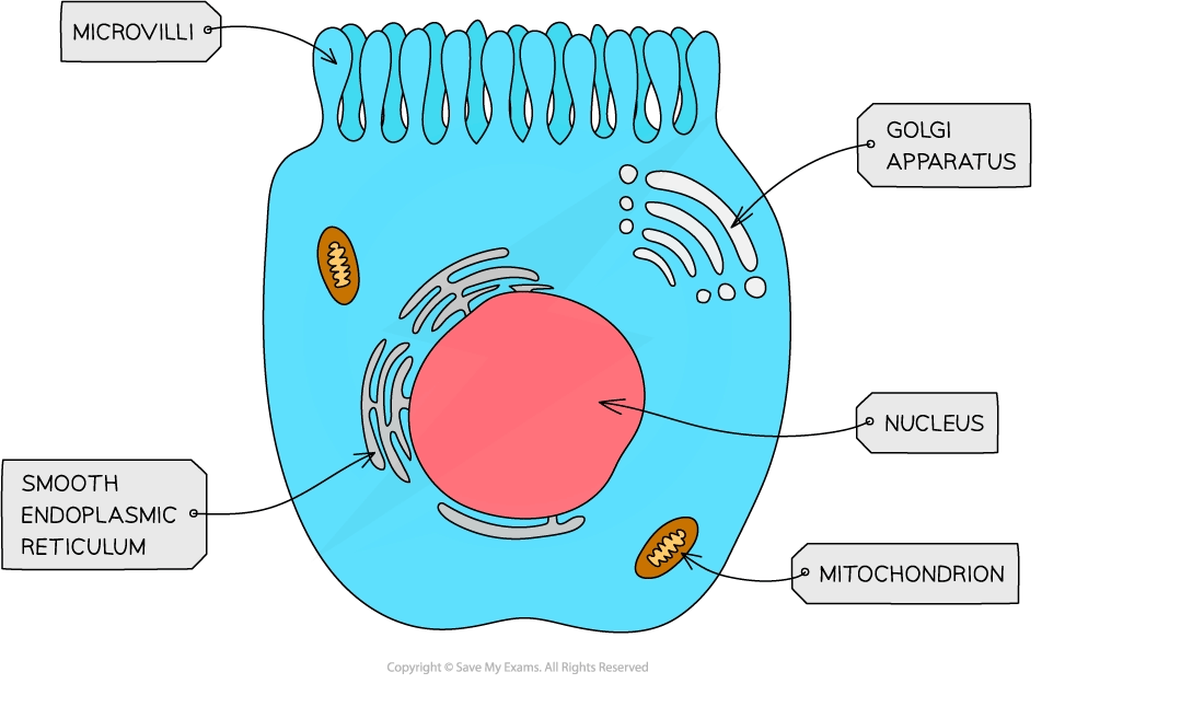 Diagram of membrane folds to increase surface area