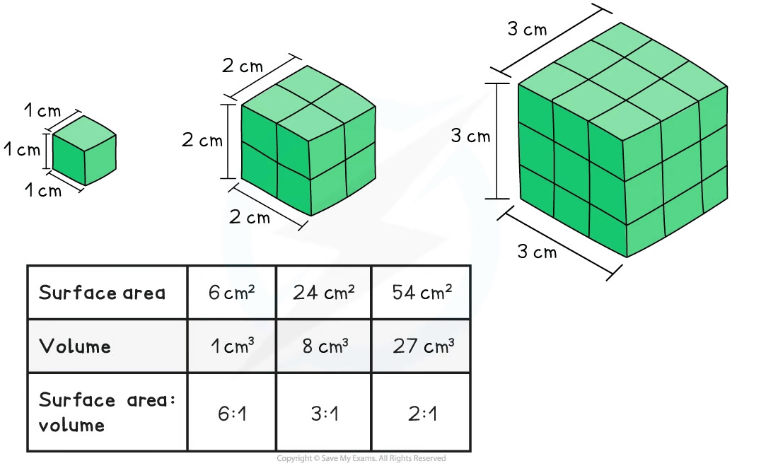 surface-area-to-volume-ratio-changes-with-size