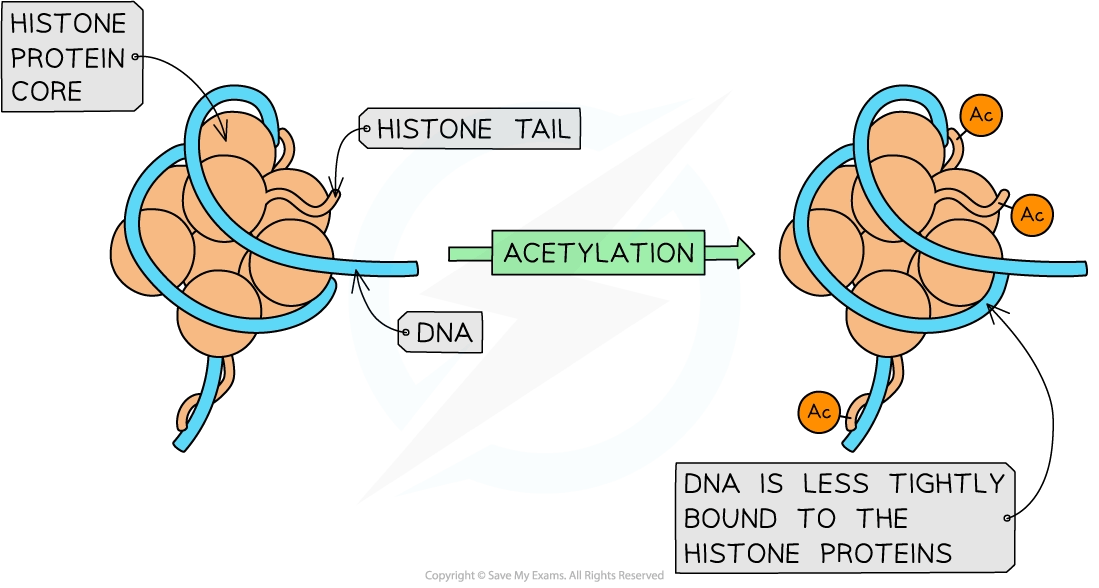 Acetylation of Histones