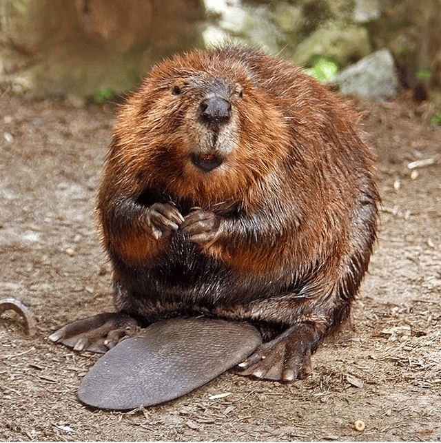 castor-canadensis