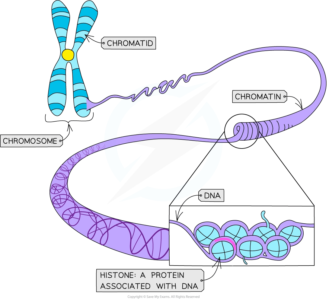 Histone proteins in chromatin