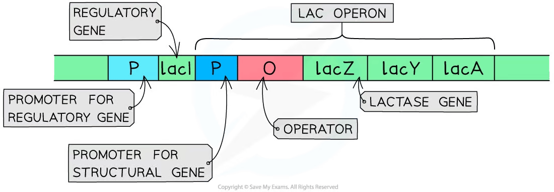 The components of the lac operon