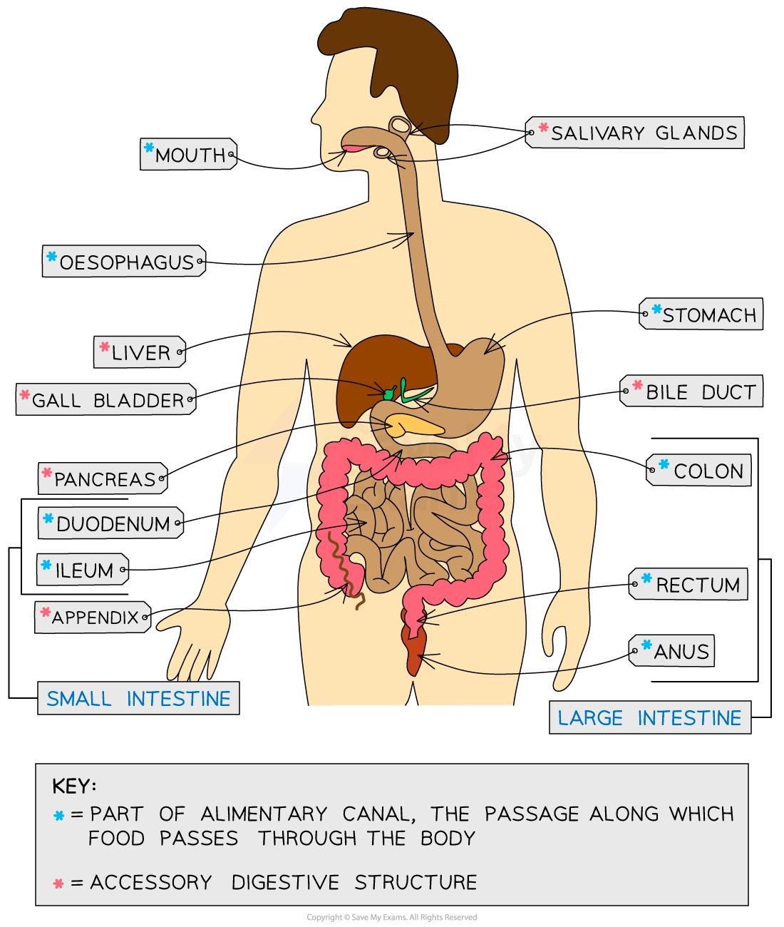 Digestive System Diagram Labelled Human Body Anatomy Digestive System Diagram Labelled Human Body Anatomy