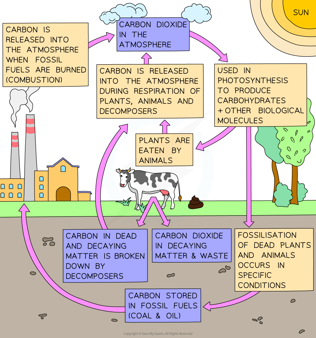 Diagram showing the processes occurring in the carbon cycle