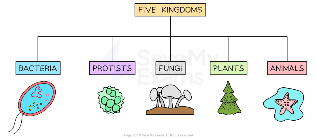 Classification Of Organisms WJEC GCSE Biology Revision Classification Of Organisms WJEC GCSE Biology Revision