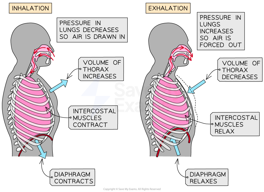 Inspiration And Expiration WJEC GCSE Biology