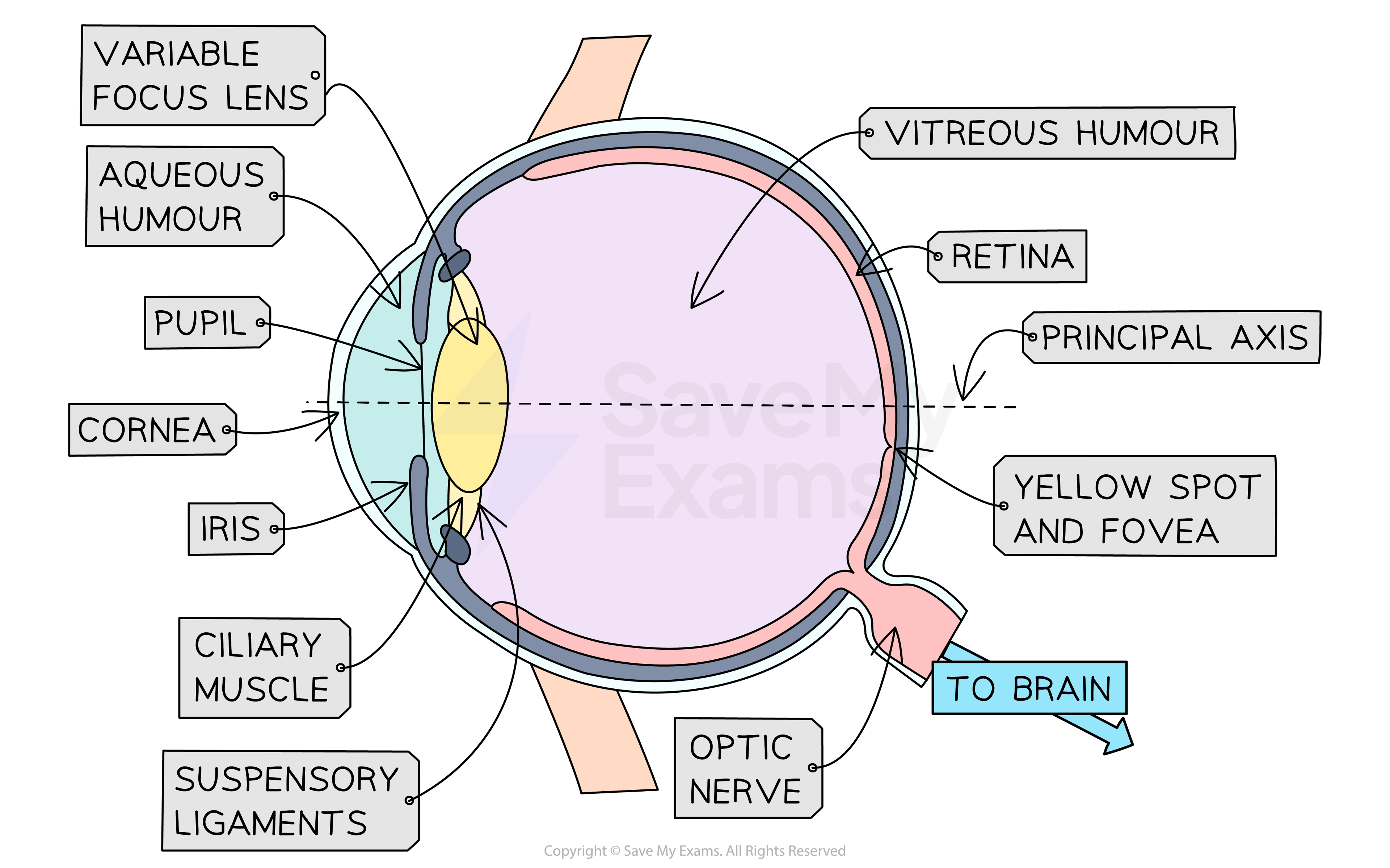 Structure of the eye - IGCSE Physics Revision Notes