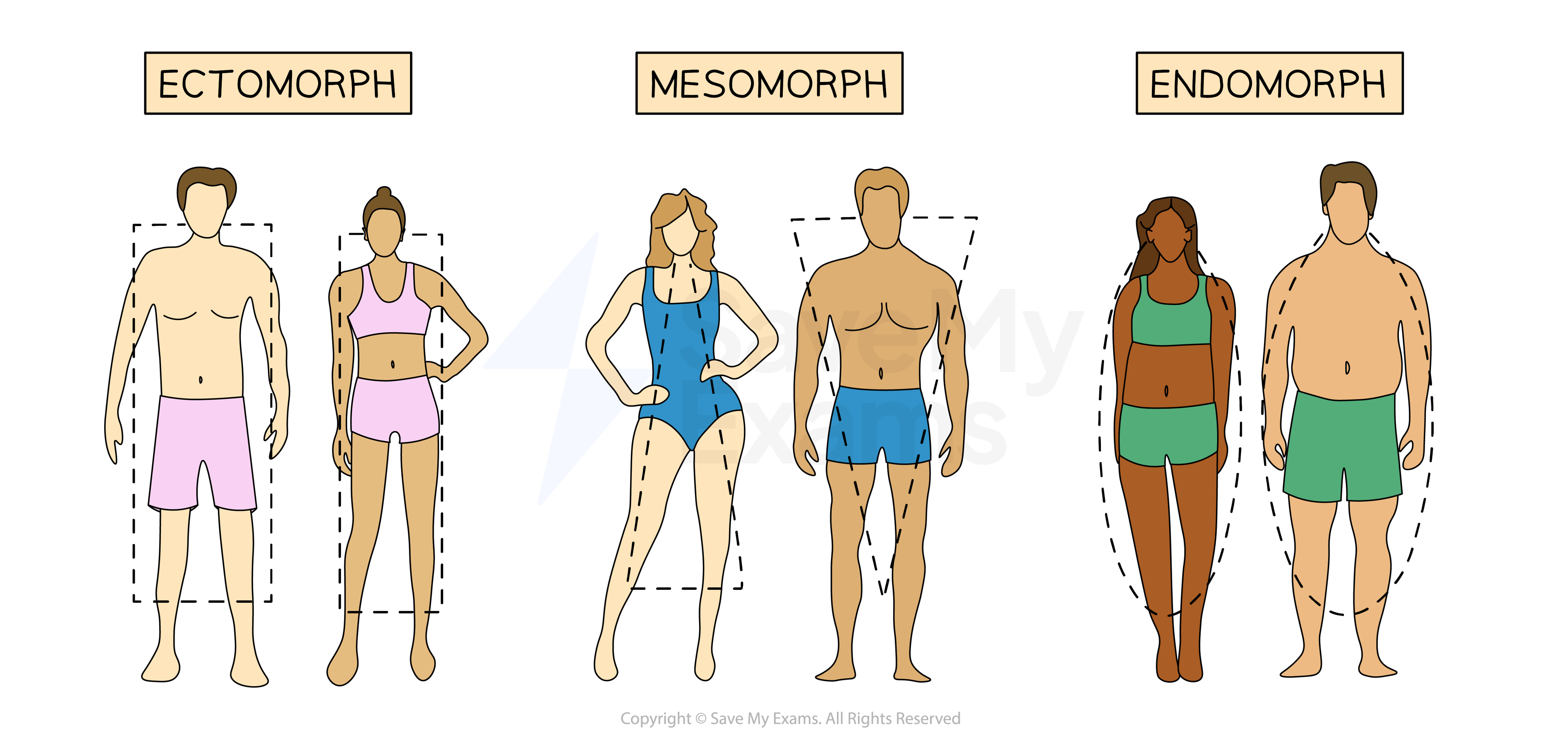 Diagrams showing the three different body types in men and women