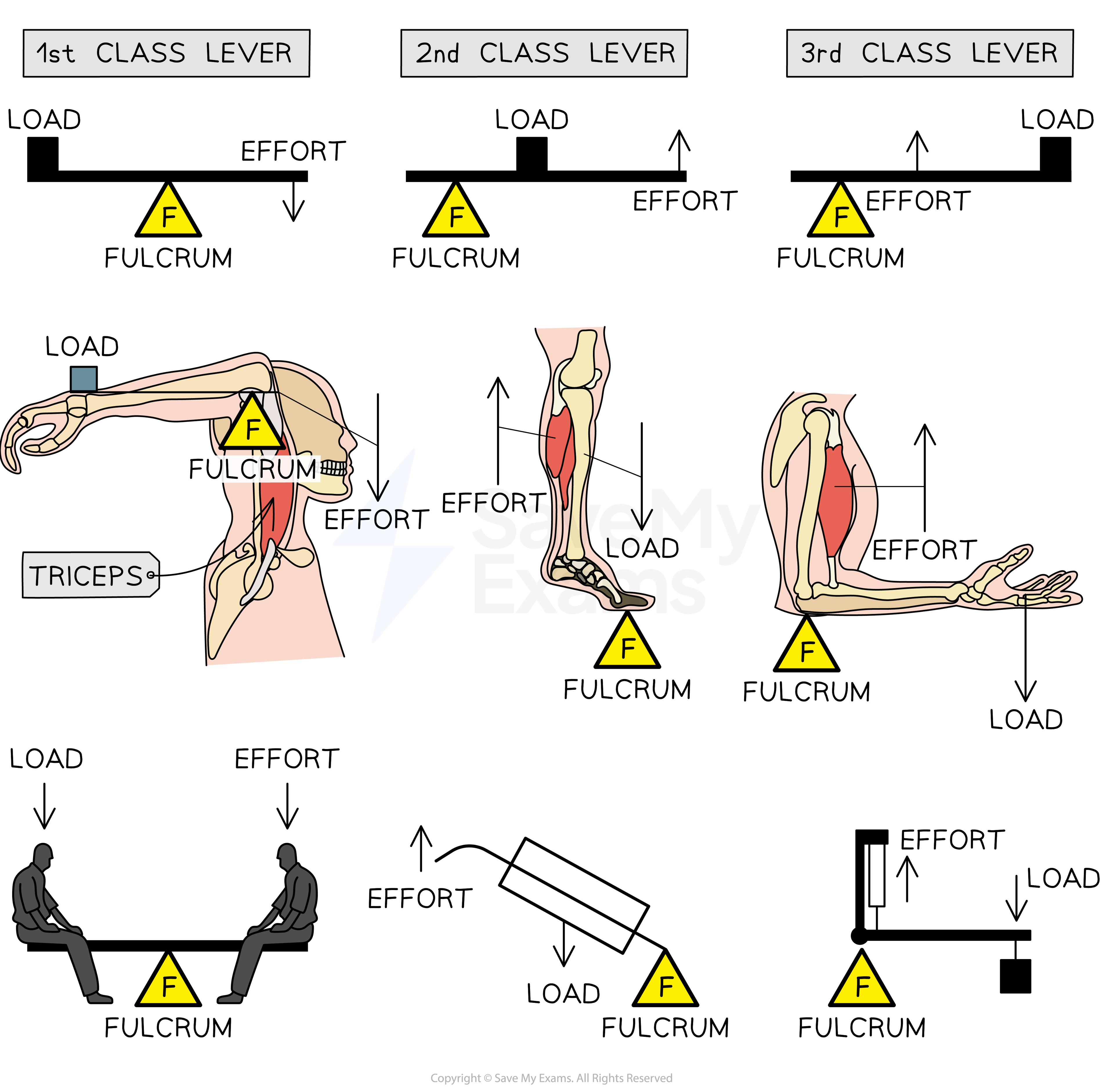 Second Class Lever In Body Second Class Lever In Body