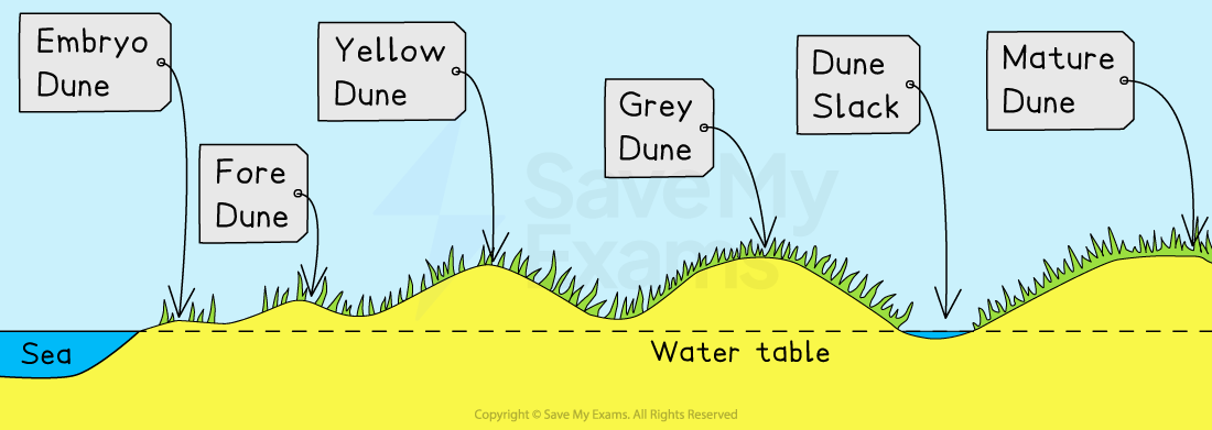 Landforms Of Coastal Deposition Cambridge CIE IGCSE Geography Landforms Of Coastal Deposition Cambridge CIE IGCSE Geography