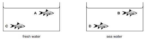 Two tanks are shown: one with fresh water containing fish labelled A and C, and another with sea water containing fish labelled B and D.