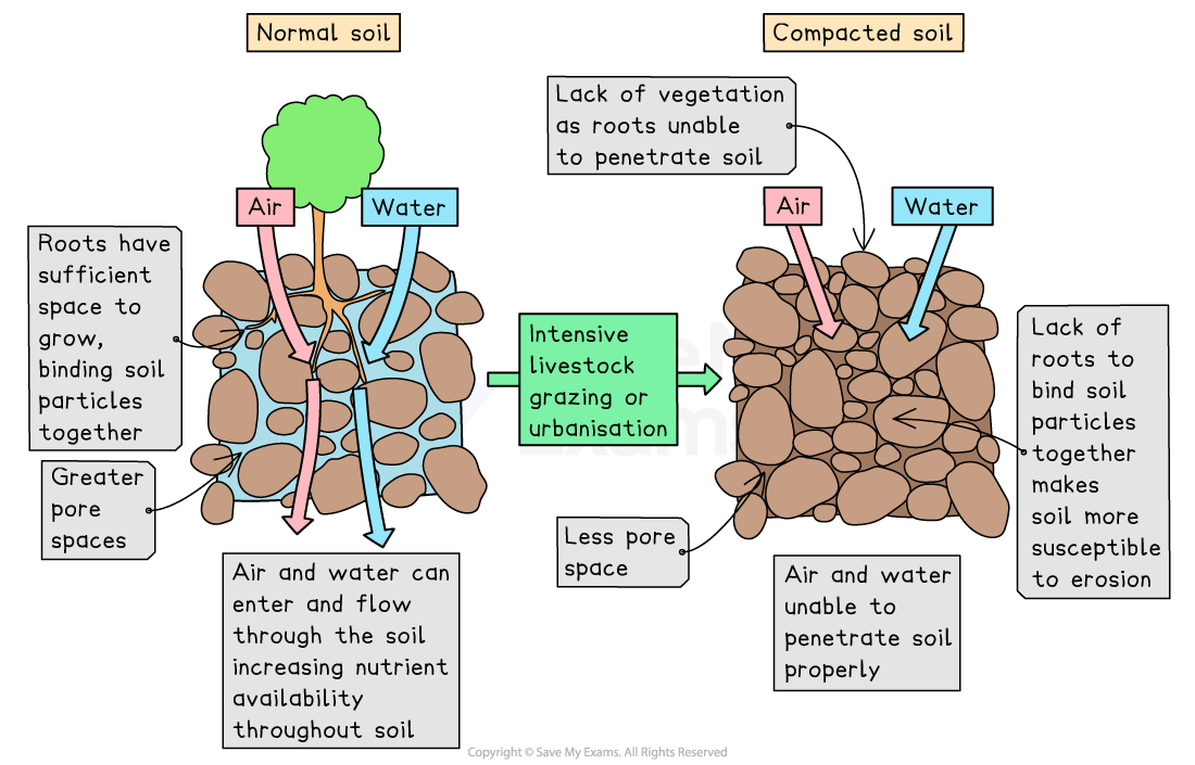 Diagram comparing normal soil with compacted soil, showing differences in root growth, air and water flow, and effects of livestock grazing or urbanisation.