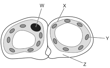 Cross-section diagram of two plant cells, labelled W, X, Y, Z. Each cell shows a nucleus, organelles, and cell walls.