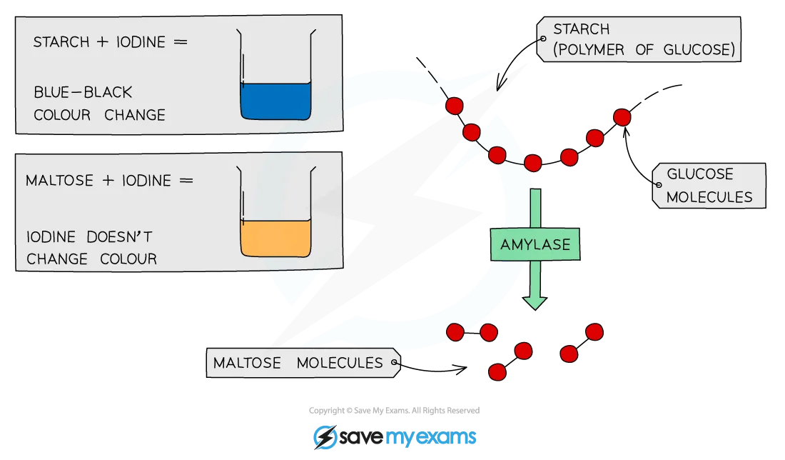 Diagram showing starch turning blue-black with iodine, while maltose does not change. Amylase breaks down starch into glucose, forming maltose molecules.