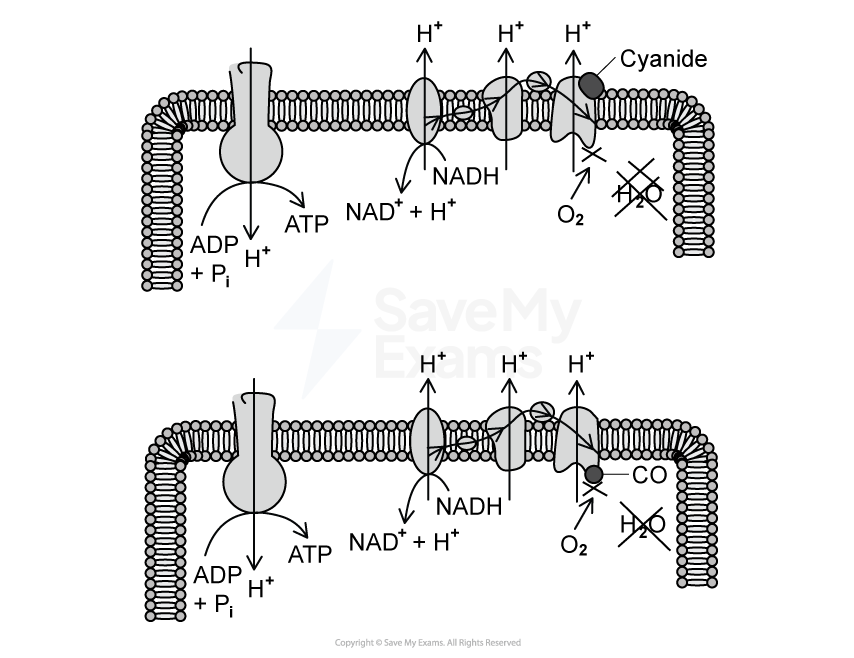 Diagram of the electron transport chain affected by cyanide (top) and carbon monoxide (bottom), showing ATP production, NADH oxidation, and blocked O₂ reduction.