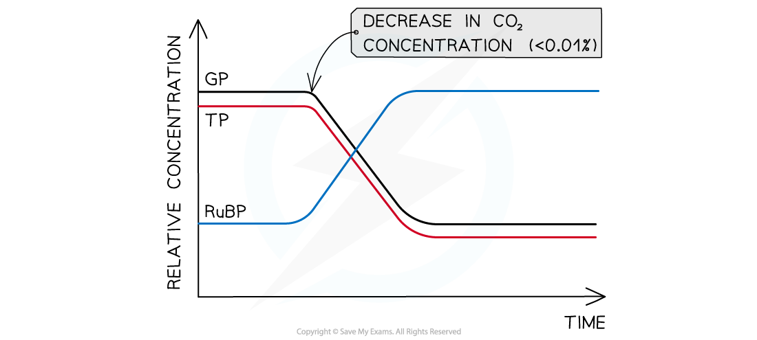 Graph showing changes in GP, TP, and RuBP concentrations over time with decreased CO2; RuBP rises, GP and TP fall.