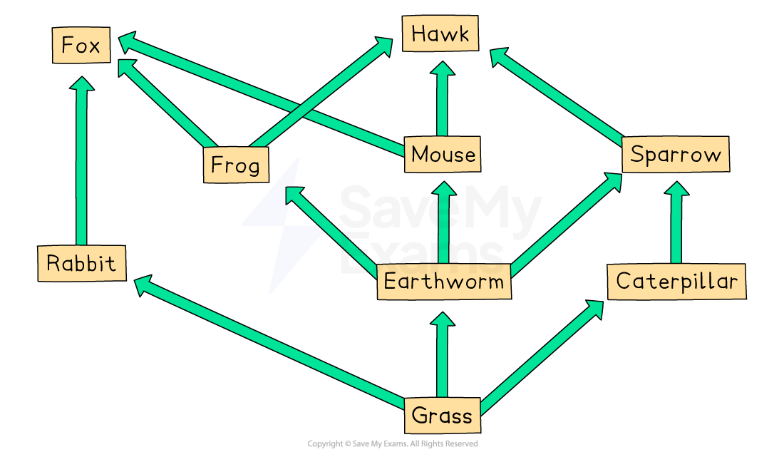 Food web diagram showing interactions: grass to rabbit, caterpillar, earthworm; rabbit, frog to fox; caterpillar, mouse to sparrow; mouse, frog to hawk.