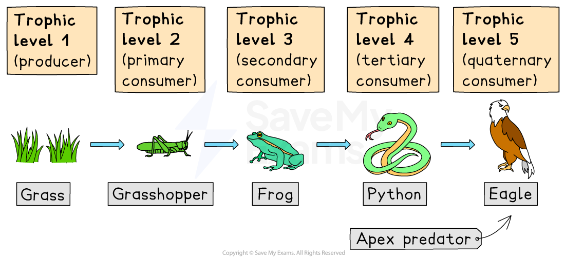 Food chain diagram showing five trophic levels: grass, grasshopper, frog, python, and eagle, with arrows indicating energy flow.