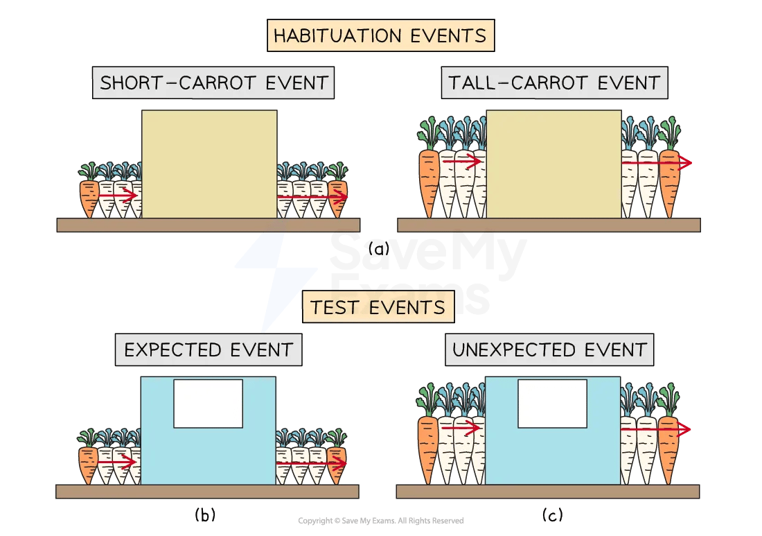 Diagram with habituation and test events, showing short and tall carrot events, expected and unexpected results on shelves.