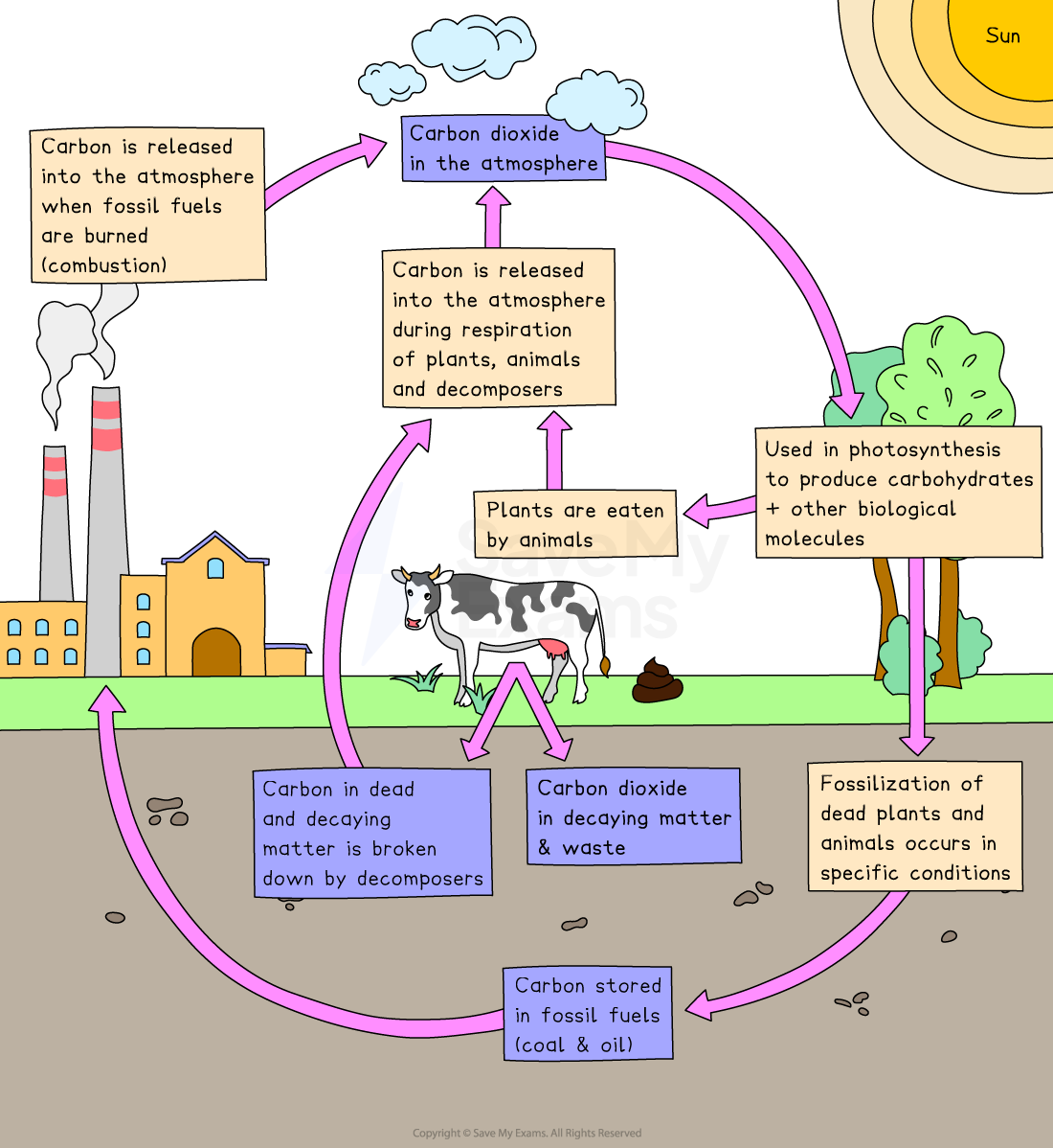 Diagram of the carbon cycle showing carbon release from respiration and combustion, absorption by plants, and storage in fossil fuels and decaying matter.