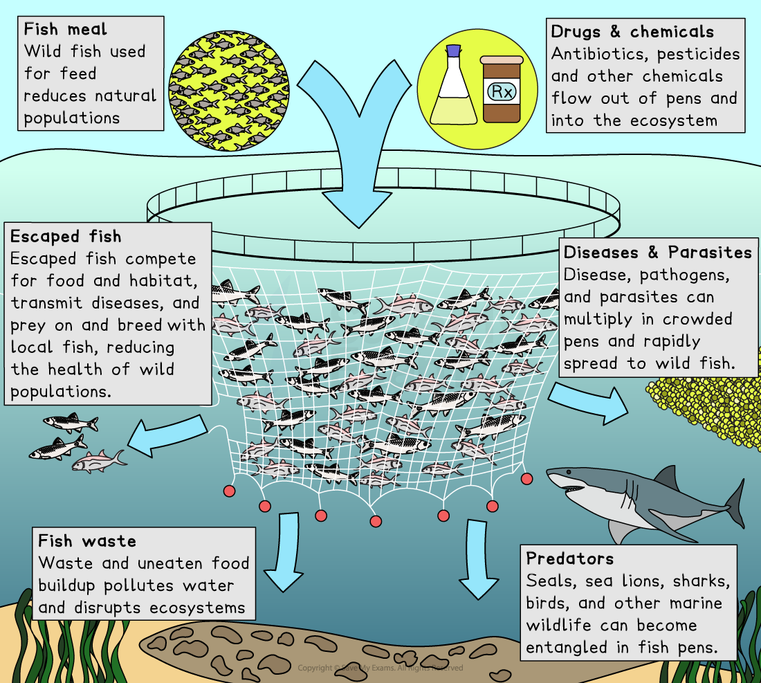 Illustration of fish farming impacts: fish meal use, escaped fish, drug and chemical leaks, diseases, fish waste, and predator entanglement.