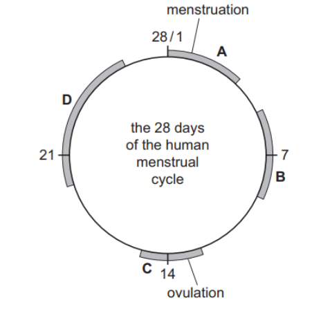 Circular diagram of the 28-day menstrual cycle with phases: menstruation (day 1), phase A, phase B (day 7), ovulation (day 14, phase C), and phase D (day 21).