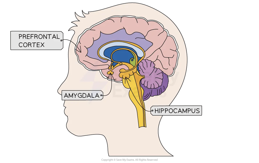 Diagram of a brain in profile highlighting the prefrontal cortex, amygdala, and hippocampus with labels, depicted in various colours.