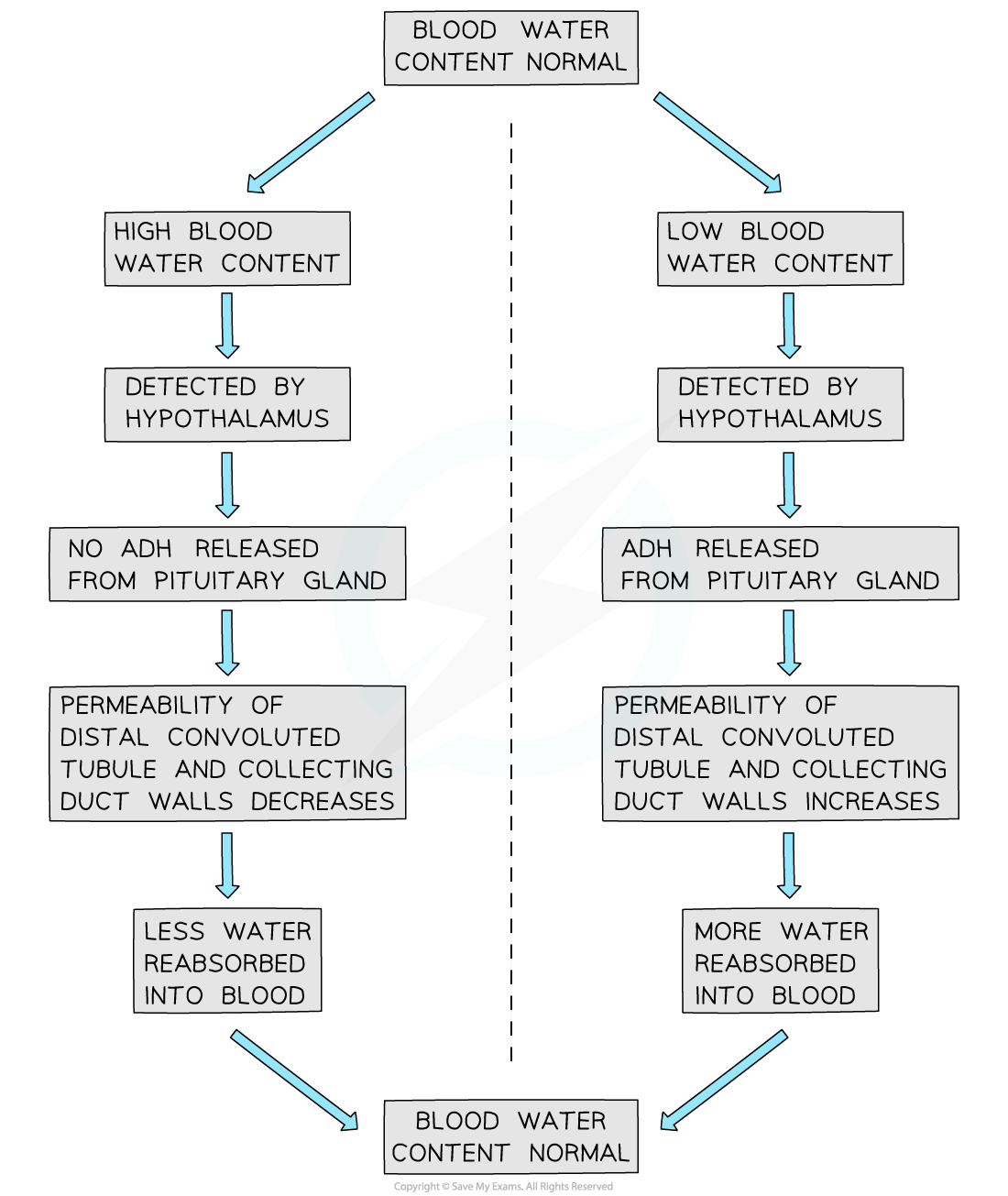 Flowchart depicting blood water regulation. High water content reduces ADH release, decreasing reabsorption. Low content increases ADH, enhancing reabsorption.