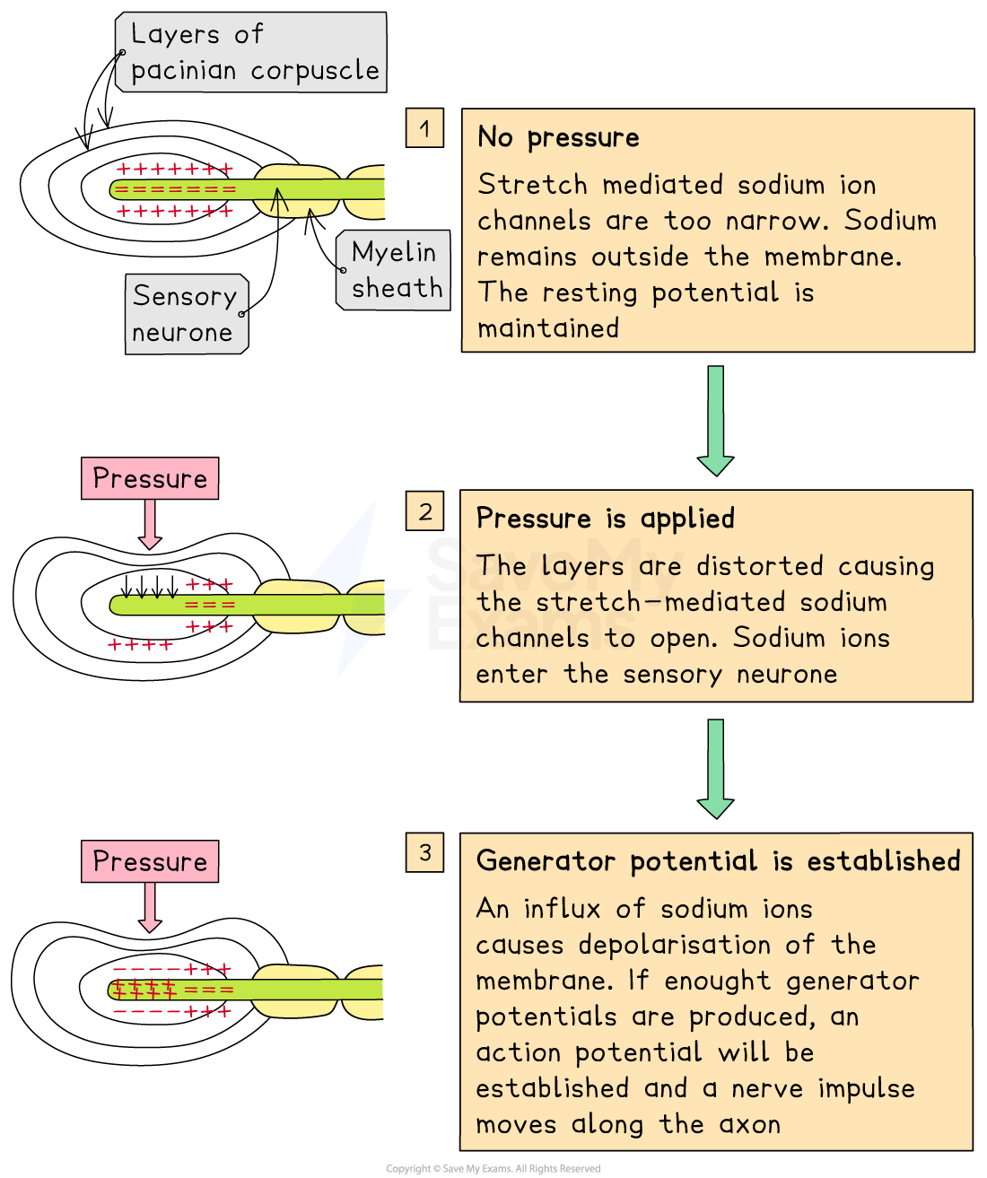 Diagram showing the stages of pressure on a Pacinian corpuscle: no pressure, pressure applied, and generator potential established causing nerve impulse.