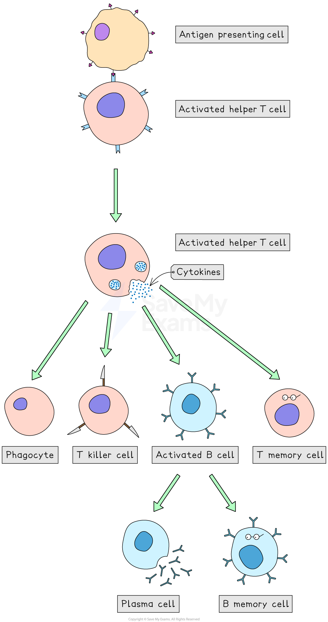 Flowchart depicting immune response: antigen presenting cell activates helper T cell, releasing cytokines; arrows show activation of phagocyte, T killer, B cell.