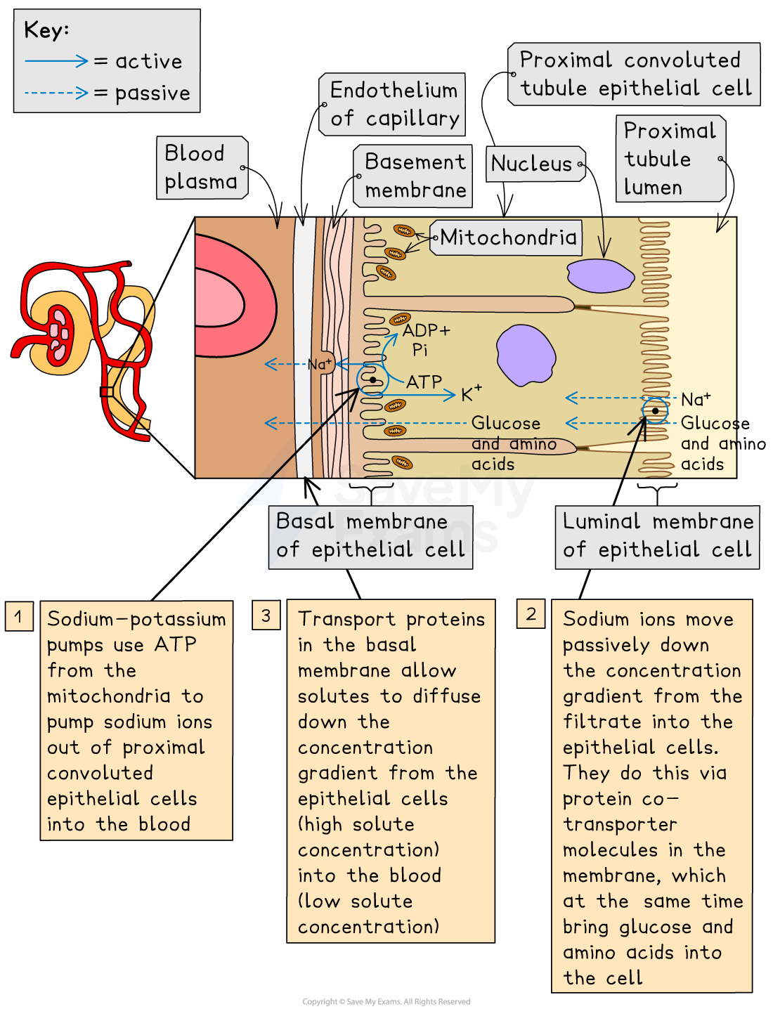 Diagram of active and passive transport in the proximal convoluted tubule, showing sodium-potassium pumps, mitochondria, and transport of solutes.