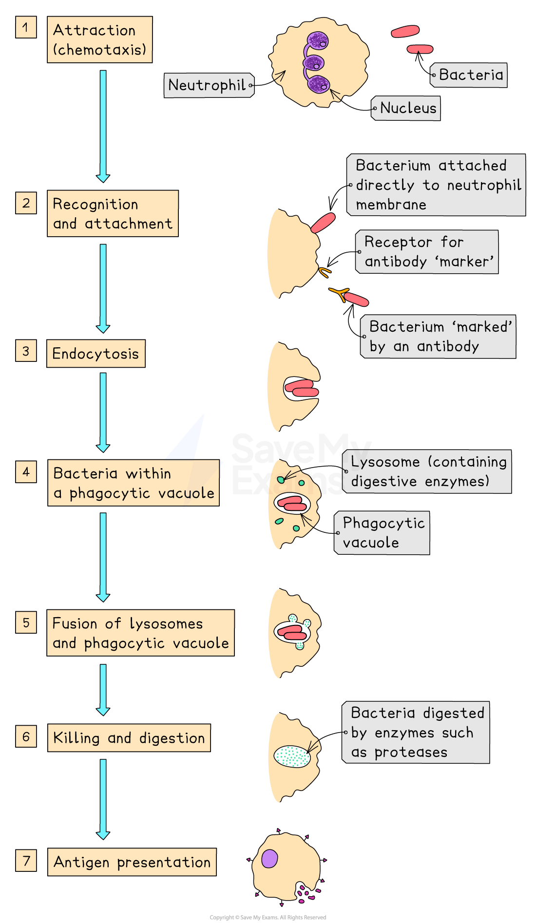 Flowchart of neutrophil phagocytosis showing attraction, attachment, endocytosis, digestion, and antigen presentation with labelled diagrams.