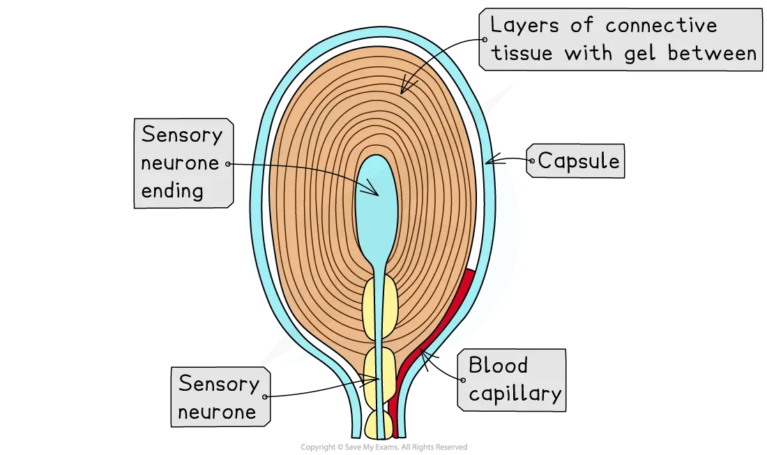 Cross-section diagram of a Pacinian corpuscle showing layers of connective tissue, sensory neurone, neurone ending, capsule, and blood capillary.