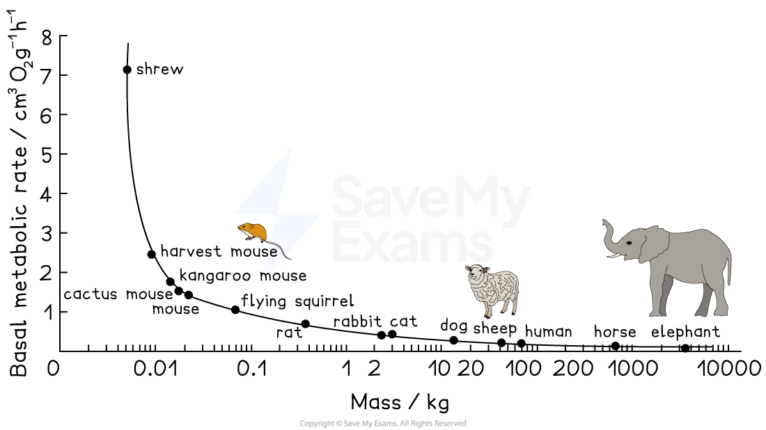 Graph showing basal metabolic rate vs. mass for animals including shrew, mouse, sheep, and elephant. Rate decreases as mass increases.