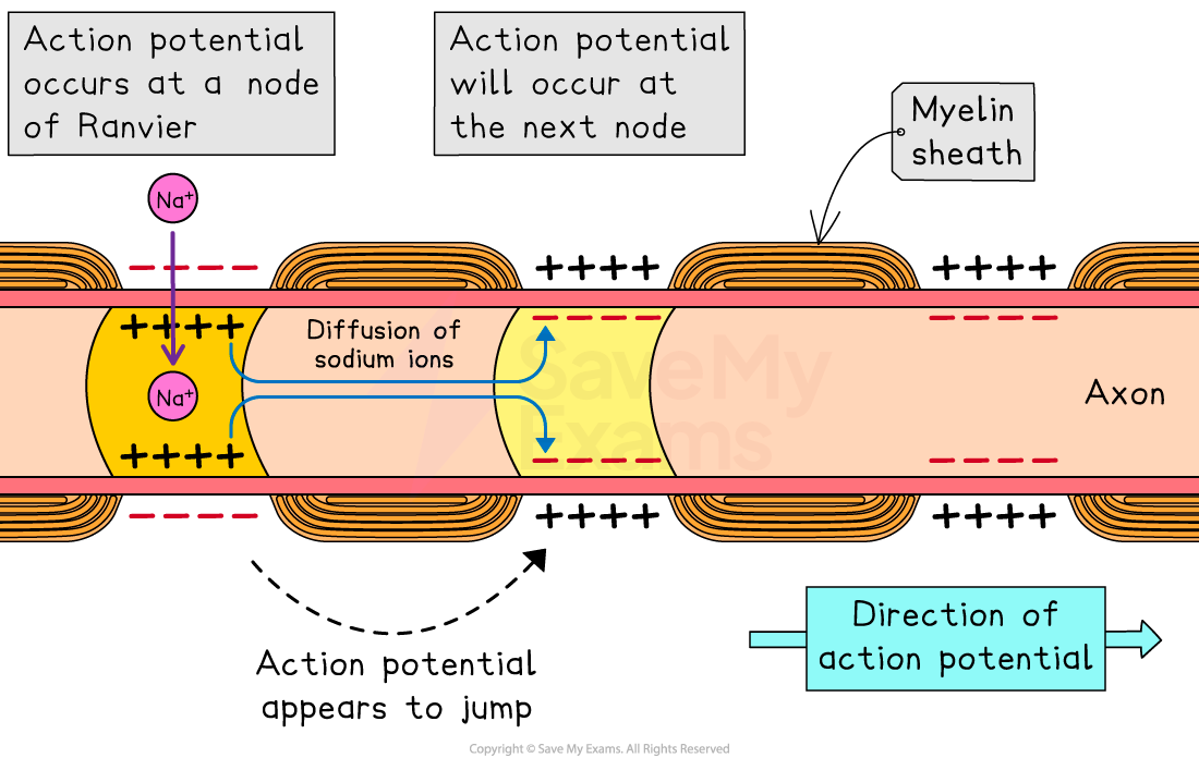 Diagram of action potential jumping between nodes of Ranvier on an axon, showing sodium ion diffusion and direction of potential travel.