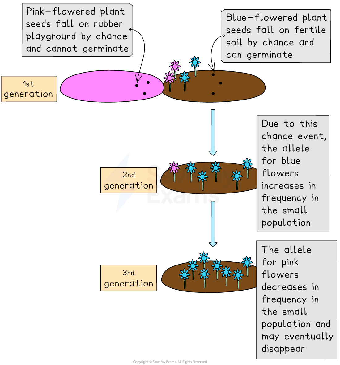 Flowchart showing genetic drift in flowers. Pink seeds on rubber can't germinate, blue seeds on fertile soil can. Blue increases in population over generations.