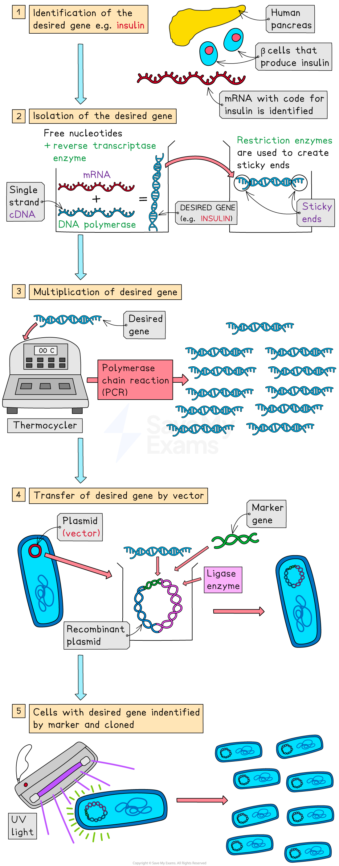 Flowchart depicting genetic engineering steps: gene identification, isolation, PCR multiplication, vector transfer with plasmid, and cell cloning.
