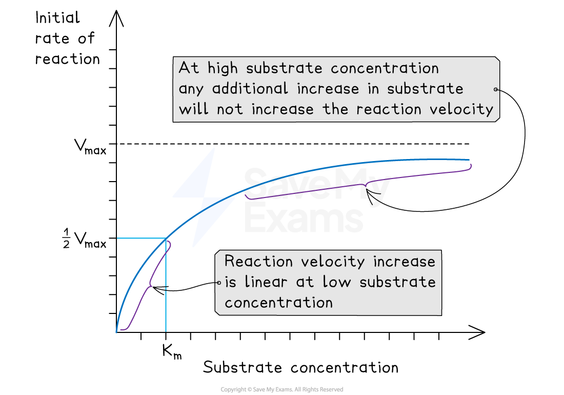 Graph showing the Michaelis-Menten model, downloadable AS & A Level Biology revision notes