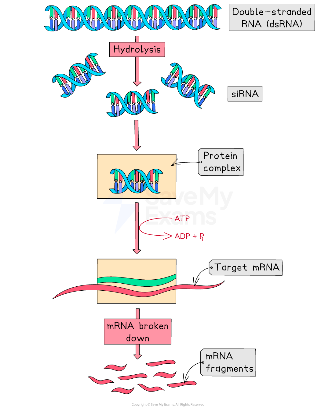 Flowchart showing double-stranded RNA hydrolysis forming siRNA. siRNA joins a protein complex with ATP, targets and breaks down mRNA into fragments.