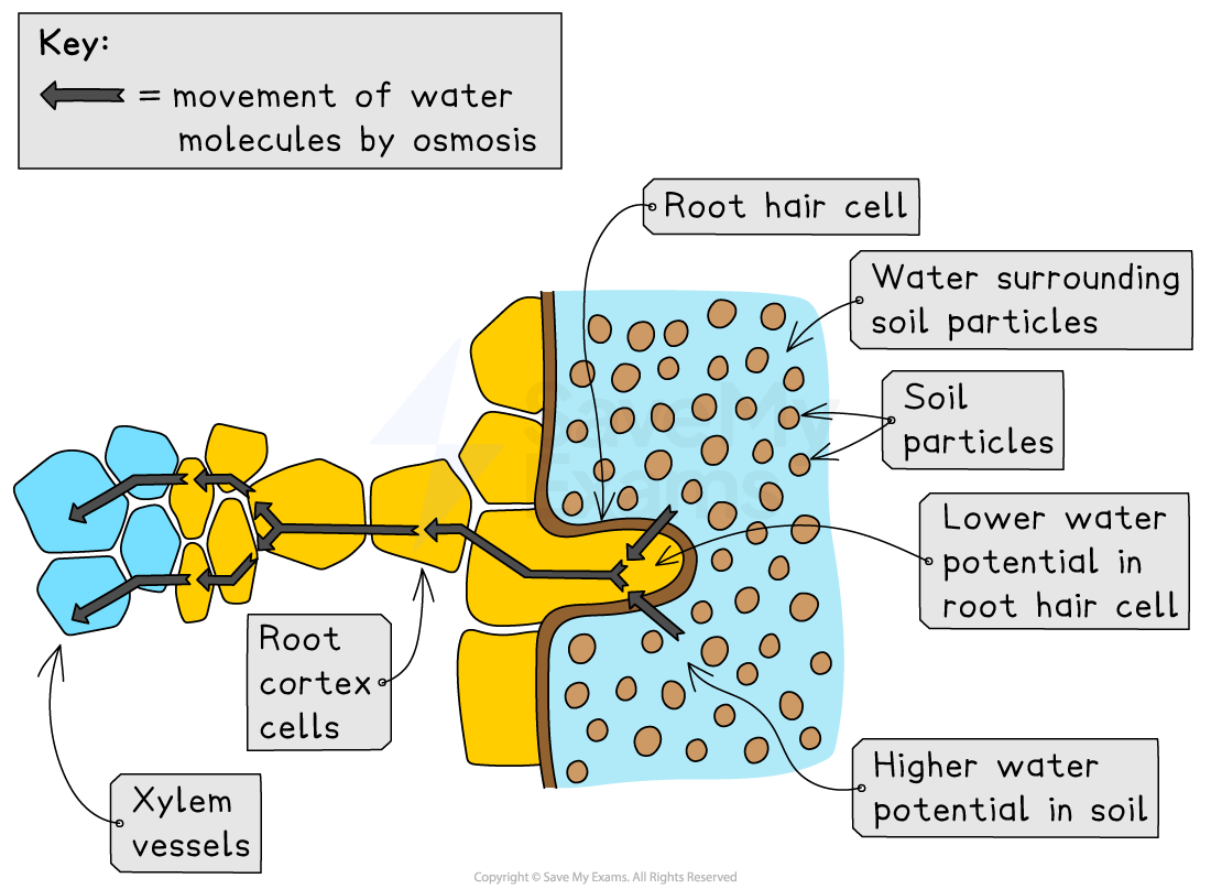 Pathway of water into and across a root, IGCSE & GCSE Biology revision notes