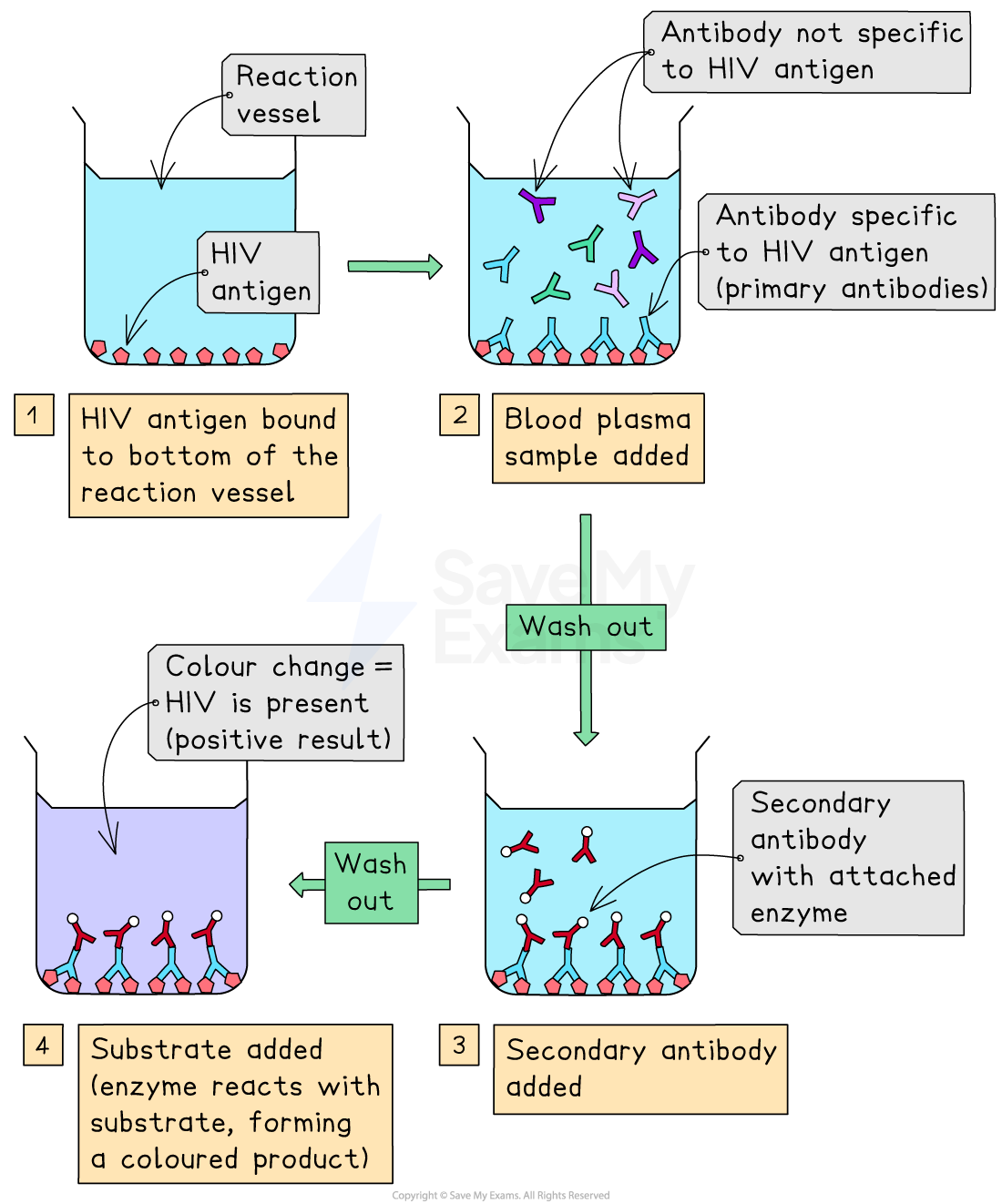Diagram explaining the HIV antibody test process with four steps: antigen binding, plasma addition, secondary antibody addition, and colour change for result.