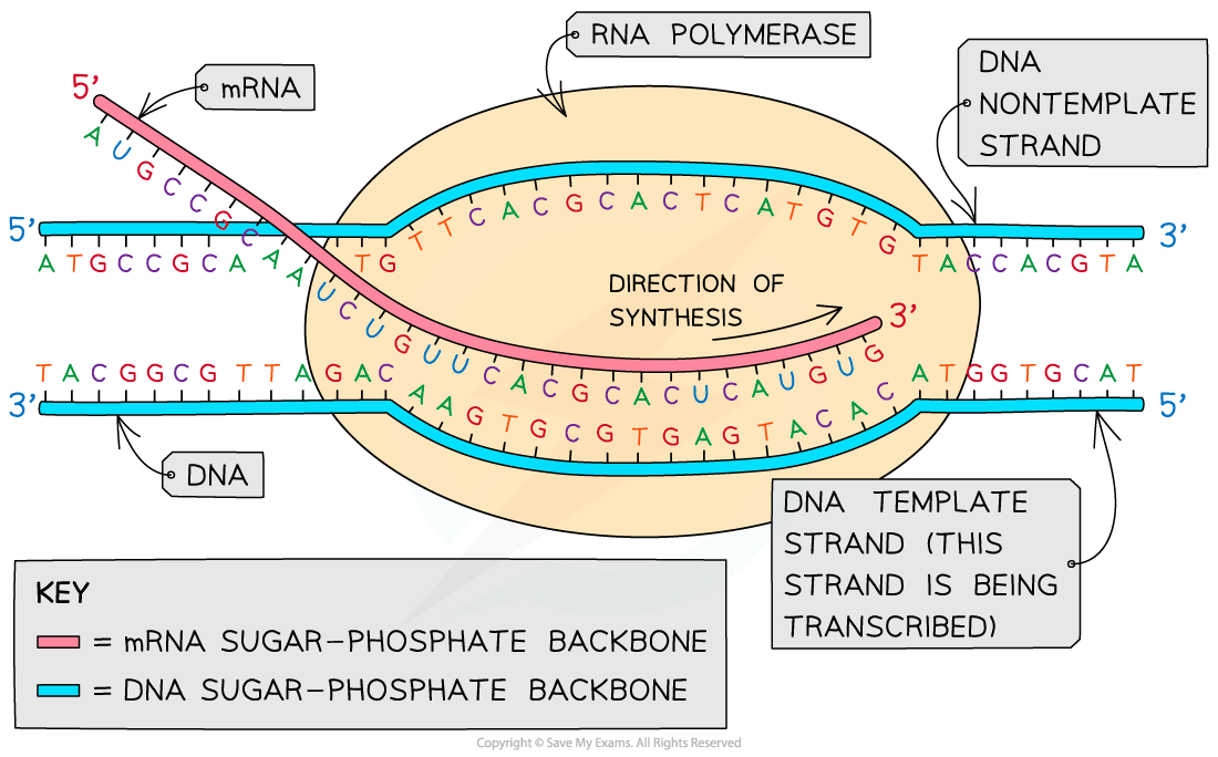 Diagram showing RNA transcription. DNA template strand is transcribed into mRNA by RNA polymerase. Shows strand directions and colour-coded backbone key.
