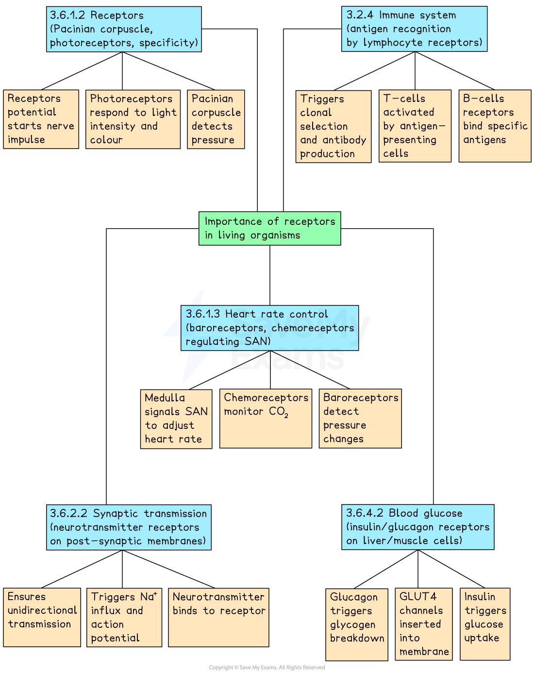 Mind map detailing the importance of receptors in organisms, including immune response, heart rate control, synaptic transmission, and blood glucose regulation.